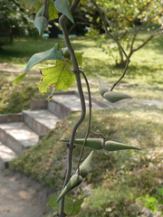 Strophanthus kombe