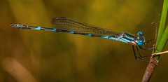 Austrolestes minjerriba