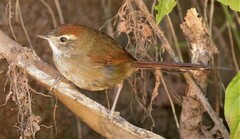 Synallaxis frontalis