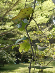 Strophanthus kombe