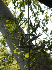 Strophanthus kombe