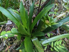 Guzmania lingulata