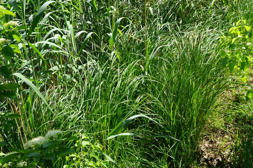 Image of Carex buekii by (c) Patrick Hacker, some rights reserved (CC BY)