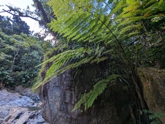 Cyathea arborea