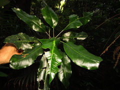 Sarcomelicope simplicifolia