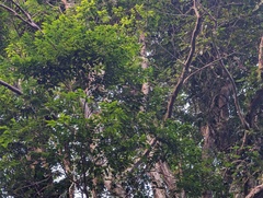 Pterocarpus officinalis