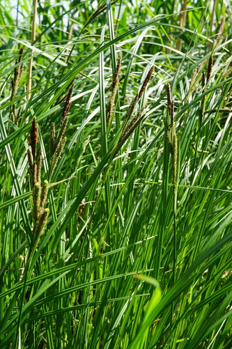 Image of Carex buekii by (c) Patrick Hacker, some rights reserved (CC BY)