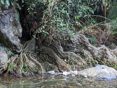 Pterocarpus officinalis