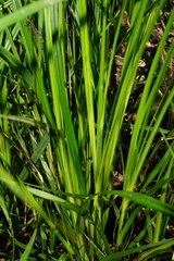 Carex buekii