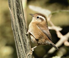 Troglodytes solstitialis