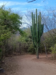 Pachycereus pecten-aboriginum