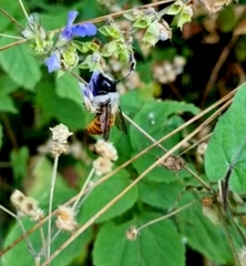 Xylocopa tabaniformis azteca