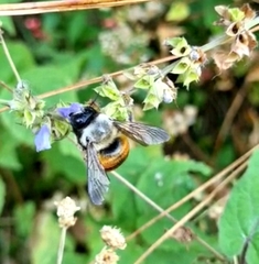 Xylocopa tabaniformis azteca