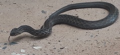 Mesotes strigatus