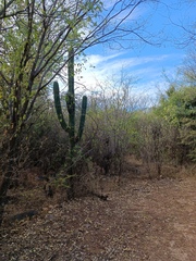 Pachycereus pecten-aboriginum
