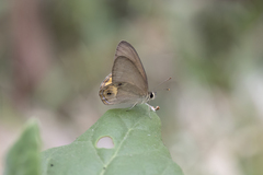 Hypocysta pseudirius