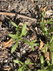 Allophyllum gilioides