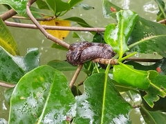 Leptodeira rubricata