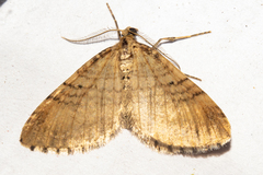 Asaphodes aegrota