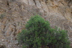 Dyscritothamnus filifolius