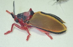 Edebessa purens