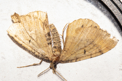 Asaphodes aegrota