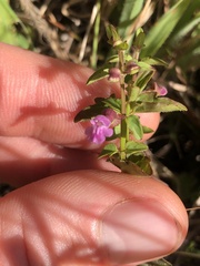 Scutellaria humilis