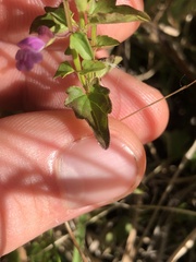 Scutellaria humilis