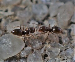 Brachymyrmex obscurior