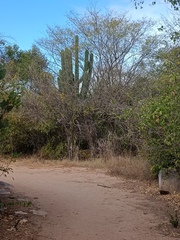 Pachycereus pecten-aboriginum
