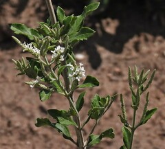 Aloysia gratissima