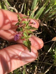 Scutellaria humilis