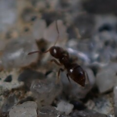 Brachymyrmex obscurior