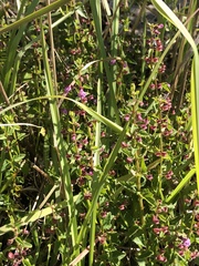 Scutellaria humilis