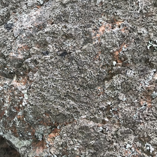Rhizocarpon infernulum f. infernulum image