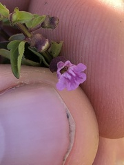 Scutellaria humilis