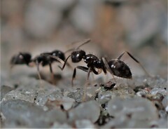 Nylanderia steinheili