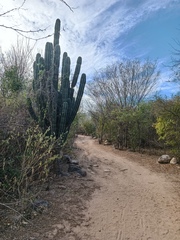 Pachycereus pecten-aboriginum
