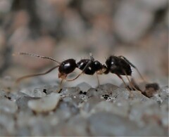 Nylanderia steinheili