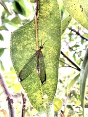 Nymphes