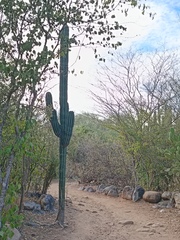 Pachycereus pecten-aboriginum