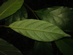 Alangium villosum