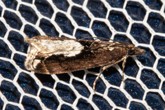 Eudonia hemiplaca