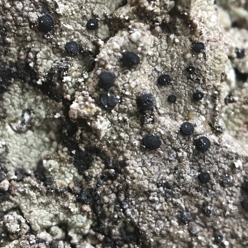 Rhizocarpon infernulum f. infernulum image