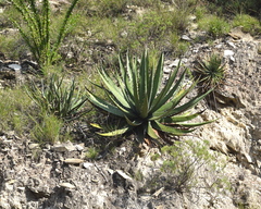 Agave xylonacantha