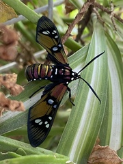 Chrysocale principalis