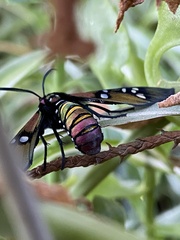 Chrysocale principalis