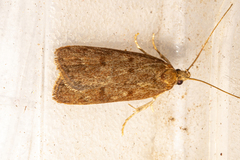 Phaeosaces apocrypta
