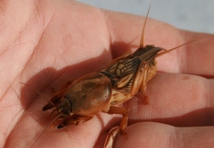 Gryllotalpa vineae