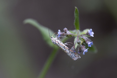 Utetheisa pulchelloides